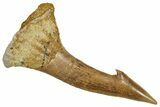 Fossil Sawfish (Onchopristis) Rostral Barb - Morocco #351670-1